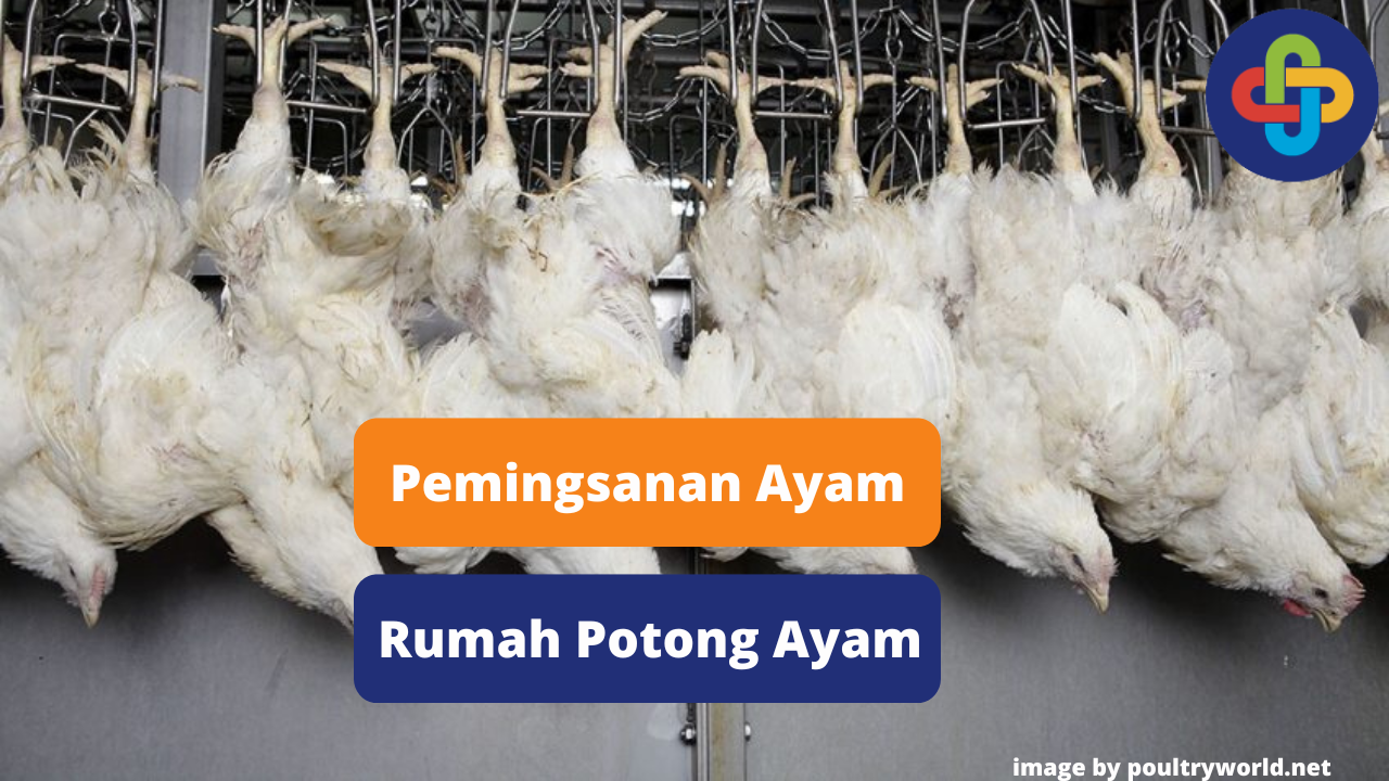 Berikut Ini Proses Pemingsanan Ayam Broiler di Rumah Potong Ayam